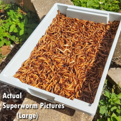 Live Superworms – FREE Shipping! Bulk, Grown Organic in Florida (50-2000) Large