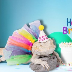 Wodison 15Pcs Bearded Dragon Hats & Lizard Adjustable Tutu Small, Multicolor