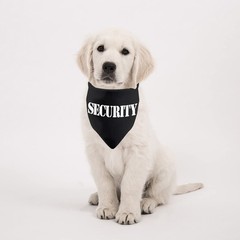 2 PCS Security Guard Dog Bandana Scarf Over The Collar Pet Accessory Gift