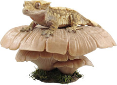 Mushroom Reptile Ledge| Tree Frog Terrarium Tank Accessories, Crested Gecko Tank