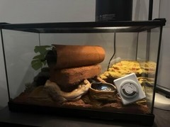 Thrive Desert Reptile Terrarium Essentials Kit – 10G (with extras)