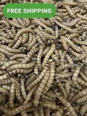 1000 Live Superworms Large 1.5″-2″ Ships same day!