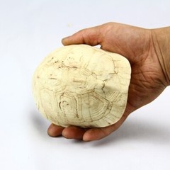 1PC Resin Emulational Turtle Shell Reptile Hide Rest Cave Ornament