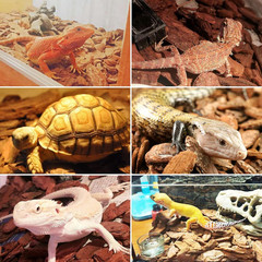 Hamiledyi Reptile Bark Bedding Tortoise Habitat Substrate Natural Terrarium Bark