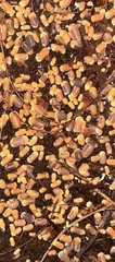 30+ Rubber Ducky/blonde Mix Isopods