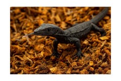 RediChip Reptile Bedding Loose Medium Coconut Chip Substrate 36 Quart Coco Hu…