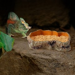 Reptile Food Water Resin Rock Bowls Lizard Gecko Worm Feeding Dish Mini