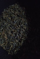 Black Soldier Fly Larvae PREPUPAE