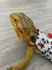 Bearded Dragon Patriotic Dress