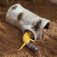Artificial Birch Log Tortoise Small Animal Habitat Bearded Dragon Hide Cave↑