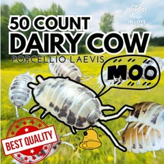 50+ Live Dairy Cow Isopods – Active , Healthy, Trusted , CUC, Crested Bio Setups