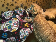 SPANISH SKULLS DESIGN LRG RESTING BED COVER ONLY NO FRAME BED 4 BEARDED DRAGONS