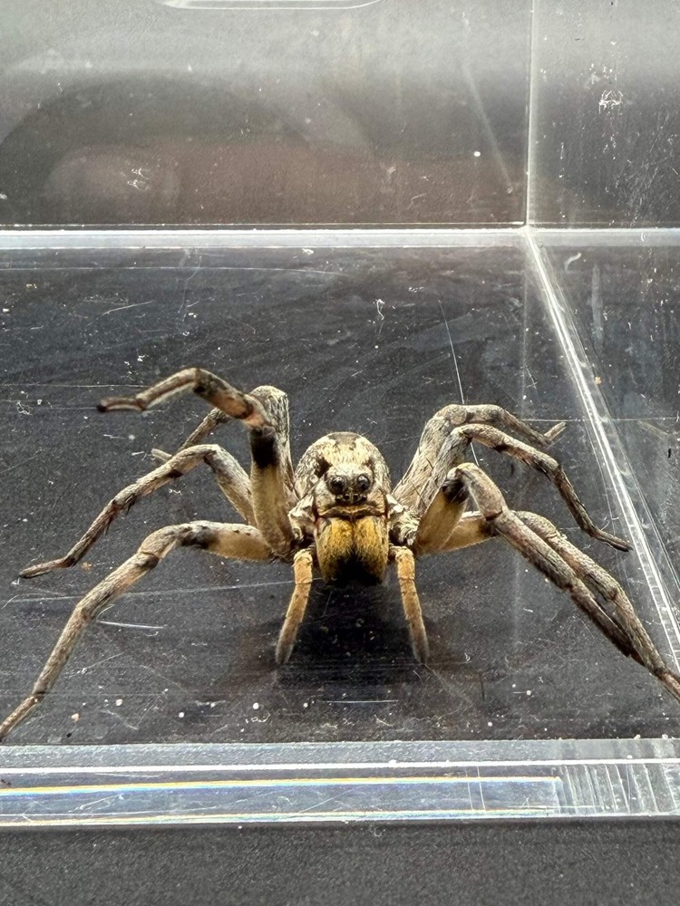 Carolina Wolf Spider (Hogna carolinensis) – 1/2-1.5 in