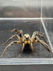 Carolina Wolf Spider (Hogna carolinensis) – 1/2-1.5 in