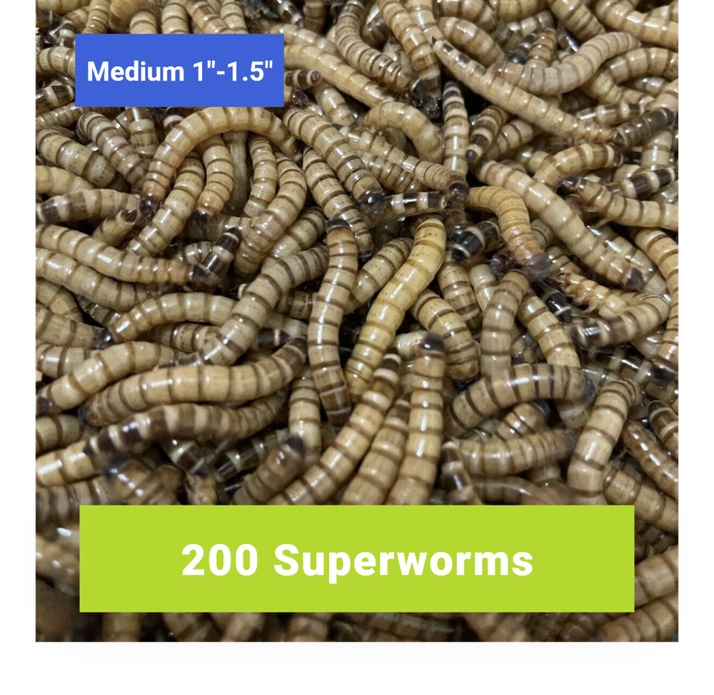 200 MEDIUM SUPERWORMS 1″-1.5″ – Free Shipping, Live Arrival Guarantee