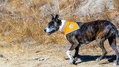 Bandana for Dogs. Blaze Orange Scarf with Reflective Collar is a Perfect Pet …