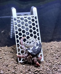 Hermit Crab Climbing Ladder Decoration Ornament Toy Hermit Crab Tank Accessories
