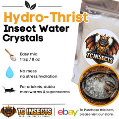 TC INSECTS Golden Hydei Fruit Fly Cultures 4 Pack – 2 Golden Hydei + 2 Hydei