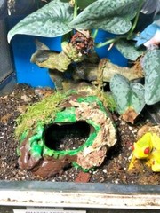 Arboreal Attitudes Weighted Ground Hides For Terrariums And Cages For Reptiles