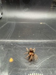 Guatemalan Tiger Rump Tarantula (Davus pentaloris) – 1/4-1/2 in