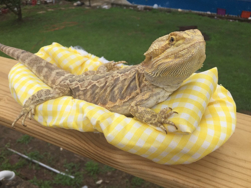 CHECKERED YELLOW LRG RESTING BED SET COVER ONLY NO FRAME BED 4 BEARDED DRAGON