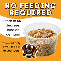 500 Live Wax Worms Feeder Insects for Reptiles Amphibians Birds & More
