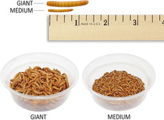 Mealworm Breeder Kit (Expanded) – Breed Live Feeder Worms for Hedgehogs, Sugar G