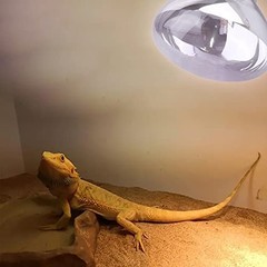 Aiicioo 2 Pack Heat Lamp 150W Simulate Natural Sunlight for Reptiles – Clear