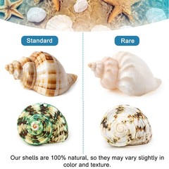 6PCS Medium Large Hermit Crab Shells | Natural Sea Conch Size 2.3″ – 3.5″ Ope…