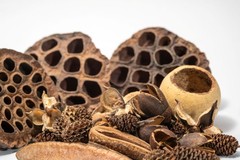 39 Botanical Seed Pods for Isopods, Terrariums, Aquariums, Dart Frogs, Shrimp