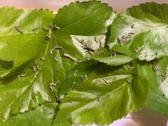 100 Silkworm eggs, with silkworm feeding guide