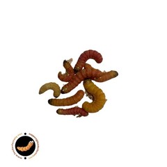 Butterworms – 25 and 50 couint cups! Free and 2Day shipping options available!