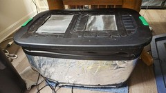 Red Runner Roach Breeder Colony/Setup- Complete Setup- 1500+ Mix Count Colony