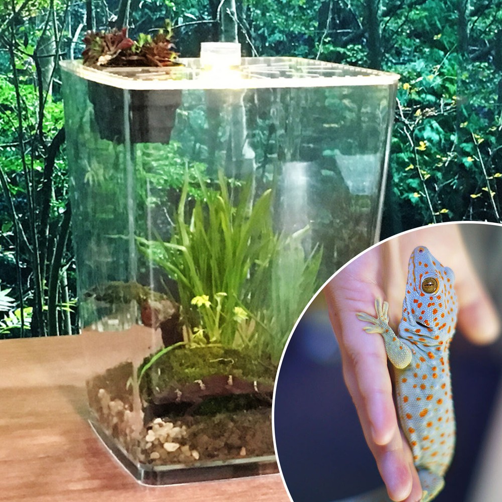 Transparent Desktop Reptile Box Acrylic Reptile Breeding Box with LED Light