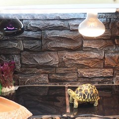 Reptile Terrarium Heat Pad with LCD Digital Aquarium Thermometer, 6 x 11in Po…