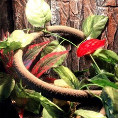 5Pcs Reptile Vines for Terrarium 13FT Flexible Jungle Climbing Vine Branch fo…