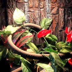6.5FT Flexible Jungle Vines with Suction Cups – Ideal for Chameleons and Snakes