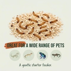 Small Superworms 1/2-1 inch Live Feeder Insects | FREE SHIPPING & Live Arrival