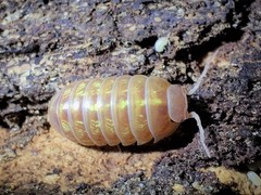 T+ Albino Isopods💛10ct+ LIVE bioactive for reptile terrariums, plants, insects