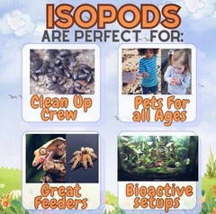 10+ Red Skirt Isopods | Red Edge Cubaris | Rare Pet Bioactive CUC | Live Arrival