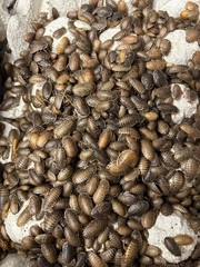 Reptile Feeder Bugs: 100 – 500 Large Dubia Roaches (3/4 – 7/8 in) Free Shipping