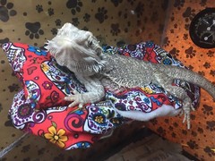 SPANISH SKULL PRINT LRG RESTING BED COVER ONLY /NO FRAME BED 4 BEARDED DRAGONS