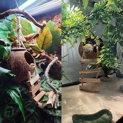 Cabaña de coco para gecko, madriguera de coco lagarto con escalera y accesorios