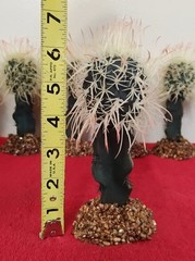 6″ Birds Nest Cactus On Stone Base Reptile Habitat Decor Terrarium NEW