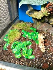Arboreal Attitudes Weighted Ground Hides For Terrariums And Cages For Reptiles
