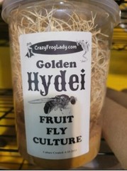 Fruit Fly Culture Golden Hydei Melongaster 6 Pack Reptile & Dart Frog Food LIVE