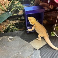 Repti-Feed, Reptile feeder, customizable / personalized, WITH NAMES, Magnetic