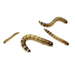 Live Superworms – 50-2000 counts – 4 different sizes