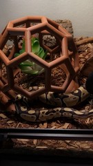Reptile Jungle Gym Ideal For Snakes And Lizards. 3D Printed PETG