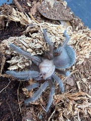 Mexican Golden Red Rump Tarantula (Brachypelma albiceps) – 2 in